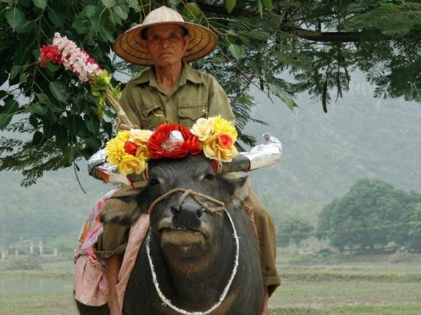 Người đàn ông này có phương tiện đi lại khá thú vị. Có lẽ chú trâu đang được dùng để tiến hành một nghi thức cổ truyền nào đó.